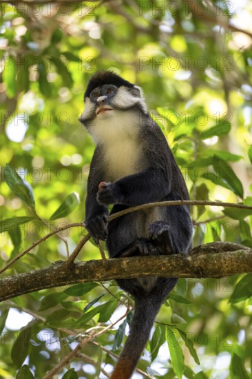 Red-tailed monkeys or Congo white-nosed monkeys (Cercopithecus ascanius schmidti), Kibale National Park, Uganda