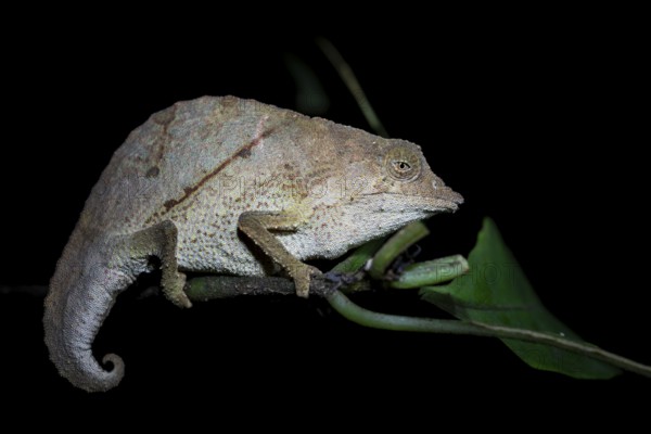 Zomba dwarf chameleon (Rieppeleon brachyurus), white chameleon on a branch at night, Amani Nature Forest Reserve, Eastern Usambara Mountains, Tanga, Tanzania