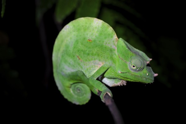 Usambara three-horned chameleon (Trioceros deremensis), chameleon on a branch at night, Amani Nature Forest Reserve, Eastern Usambara Mountains, Tanga, Tanzania
