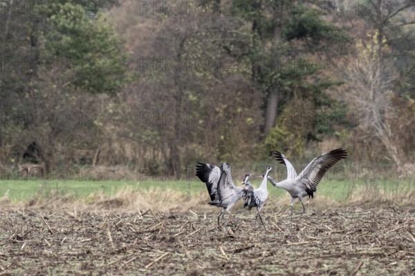 Cranes (Grus grus), fighting, Lower Saxony, Germany