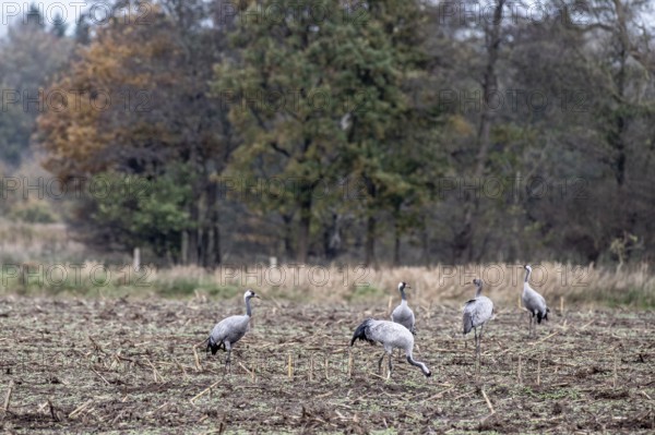 Cranes (Grus grus), Lower Saxony, Germany