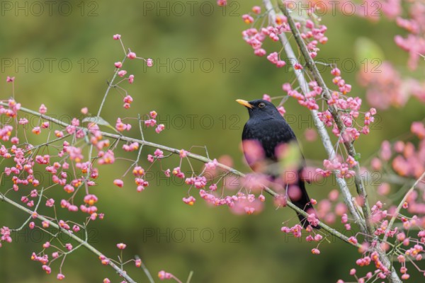 A common blackbird (Turdus merula) sits in a European spindle tree (Euonymus europaeus), and eats the fruit