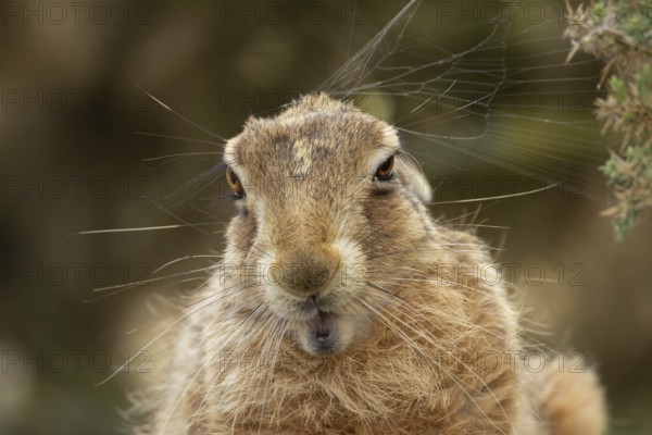European brown hare (Lepus europaeus) adult animal head portrait, England, United Kingdom