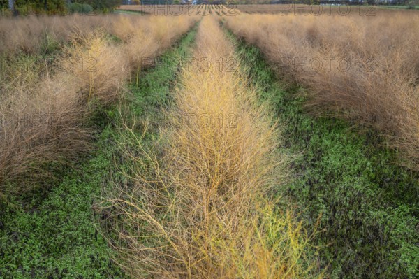 Asparagus herb in herb color, Eckental, Middle Franconia, Bavaria, Germany
