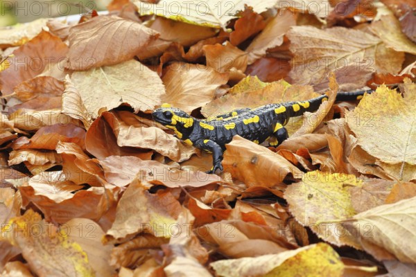 Fire salamander (Salamandra salamandra), in a beech forest on autumn leaves, autumn, Wilnsdorf, North Rhine-Westphalia, Germany