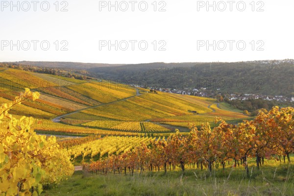 Golden evening sun shines over the colorful vines in the vineyards of Beutelsbach and Weinstadt Baden-Württemberg Germany