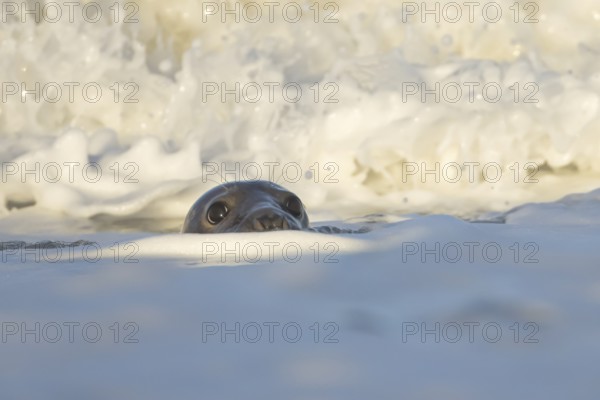 Grey seal (Halichoerus grypus) adult animal in the breaking waves of the sea, England, United Kingdom