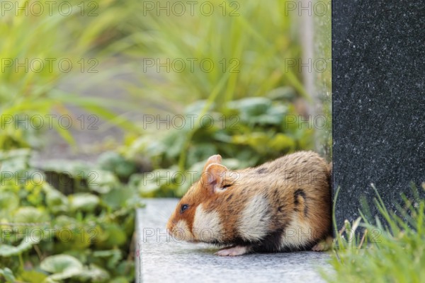 A European hamster (Cricetus cricetus) runs across graves in search for food. Vienna, Austria