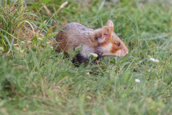 A European hamster (Cricetus cricetus) forages for food on green grass. Vienna, Austria