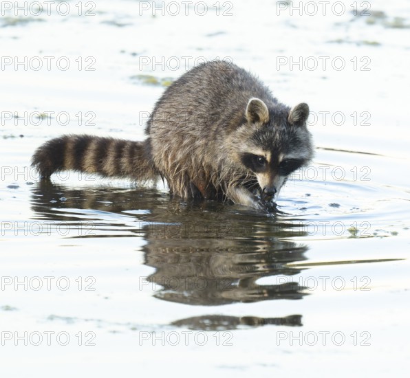Raccoon (Procyon lotor), looking for food in the shallow water zone of a lake, Lower Saxony, Germany