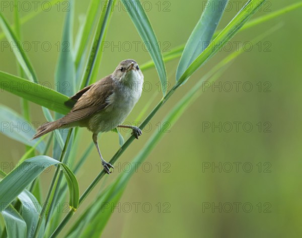 Thrush warbler (Acrocephalus arundinaceus) on a reed, reed (Phragmites australis), Lower Saxony, Germany