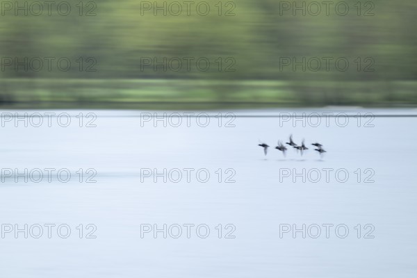 Heron duck (Aythya fuligula), heron flying over a lake, motion blur, long exposure, pull, mopping effect, Lower Saxony, Germany