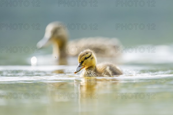 Wild duck (Anas platyrhynchos) chick swimming on a lake, Bavaria, Germany
