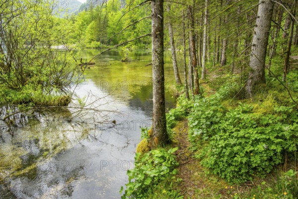 Landscape of Lake Almsee on a rainy day in spring, Salzkammergut, Austria