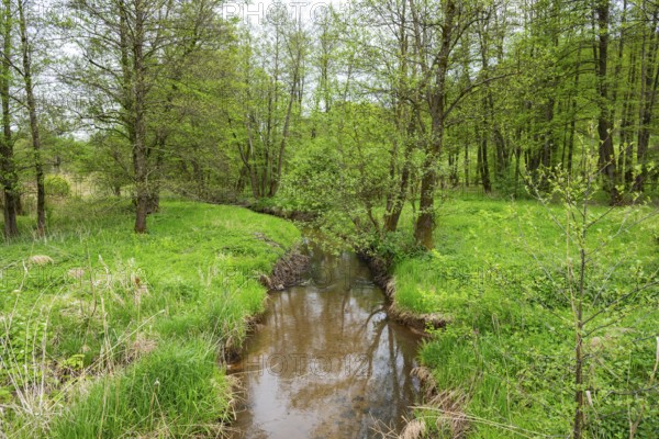 Lanscape of a little stream flowing through the forest in spring on a rainy day, Bavaria, Germany
