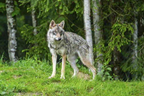 Eurasian wolf (Canis lupus lupus) in a forest, Austria