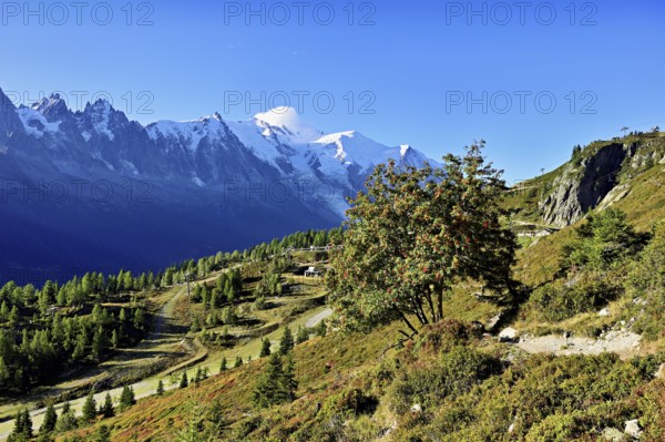 Mountain forest in an autumnal landscape with the snow-covered Mont Blanc massif in the background, Chamonix-Mont-Blanc, Haute-Savoie, France