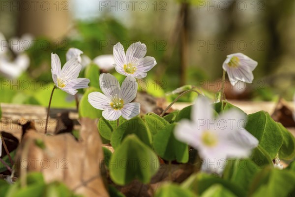 Close-up of blooming woodland sorrel (Oxalis acetosella) on the ground of a forest in spring, Germany