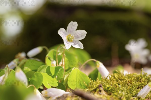 Close-up of blooming woodland sorrel (Oxalis acetosella) on the moss-covered soil of a forest in spring, Germany