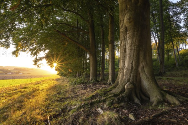 The evening sun shines picturesquely on the old beech trees at the edge of a forest, Griessen, Lower Saxony, Germany