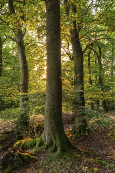 Warm sunlight shines picturesquely through an atmospheric forest on a group of old beech trees, Blomberg, North Rhine-Westphalia, Germany