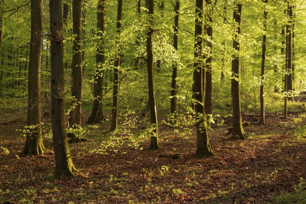 Picturesque evening light in an idyllic beech forest with lush green foliage in spring, Schieder-Schwalenberg, North Rhine-Westphalia, Germany