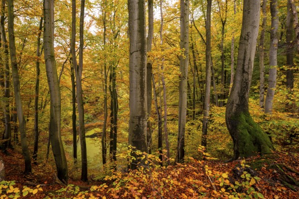 View through tree trunks of the Oberer Erdfall lake, a unique natural monument near Bad Pyrmont, surrounded by forest glowing in colorful autumn colors, Lower Saxony, Germany