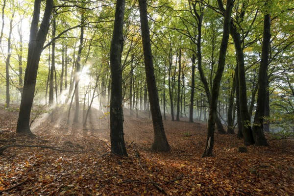Mystical sunbeams penetrate a foggy beech forest whose ground is covered with autumn leaves, Burgensteig near Linderhofe, Extertal, North Rhine-Westphalia, Germany