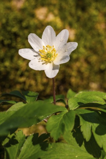 Close-up of a bush anemone or bush wind drone (Anemone nemorosa, synonym: Anemonoides nemorosa) at the bottom of a forest in spring, Germany