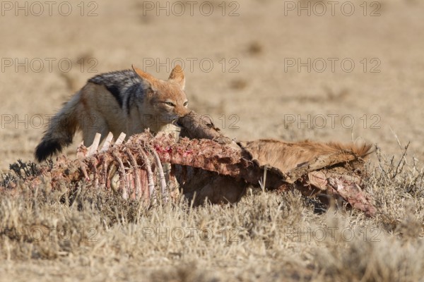 Black-backed jackal (Lupulella mesomelas), adult, feeding on skin and carcass of a common eland (Taurotragus oryx), Kgalagadi Transfrontier Park, Northern Cape, South Africa