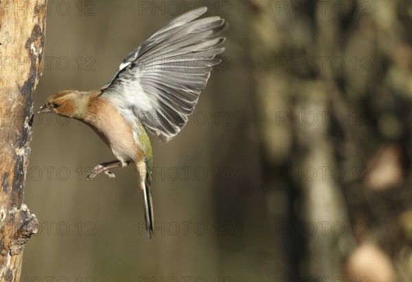 Chaffinch (Fringilla coelebs) male in flight, approach to forage wood, winter feeding, Allgäu, Bavaria, Germany, Allgäu, Bavaria, Germany