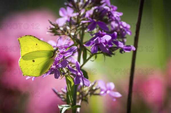 Lemon butterfly (Gonepteryx rhamni) sits on purple flowers of a flame flower or phlox, Finland