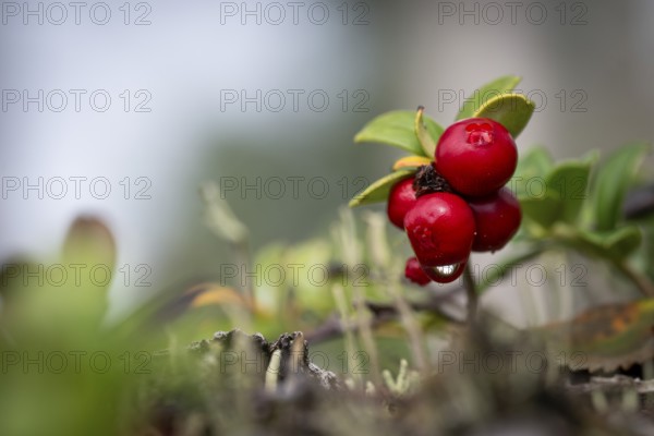 Ripe red shiny cranberries (Vaccinium vitis-idaea), forest, Sweden