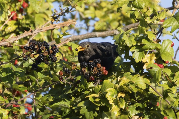Eurasian blackbird (Turdus merula) adult male bird feeding on a blackberry in a hedgerow in the summer, England, United Kingdom