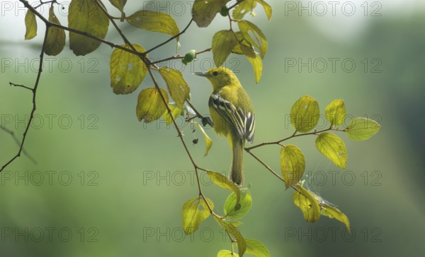 Common Iora (Aegithina tiphia) sitting on a tree branch, Gazipur, Bangladesh