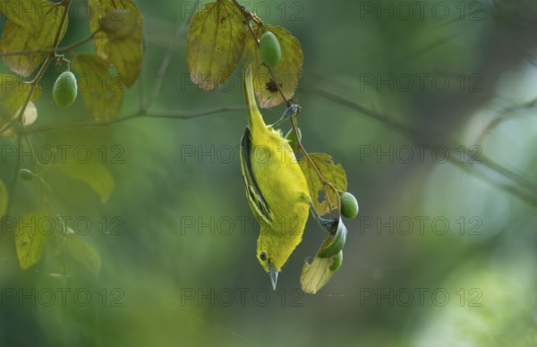 Common Iora (Aegithina tiphia) hanging from a tree branch, Gazipur, Bangladesh