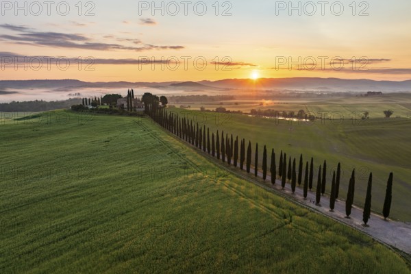 Poggio Covili estate with cypress alley (Cupressus) at sunrise, near San Quirico d'Orcia, Val d'Orcia, Siena Province, Tuscany, Italy