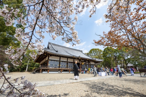 Blooming cherry trees, Kondo main hall of Ninna-ji Temple, Buddhist temple complex, Kyoto, Japan