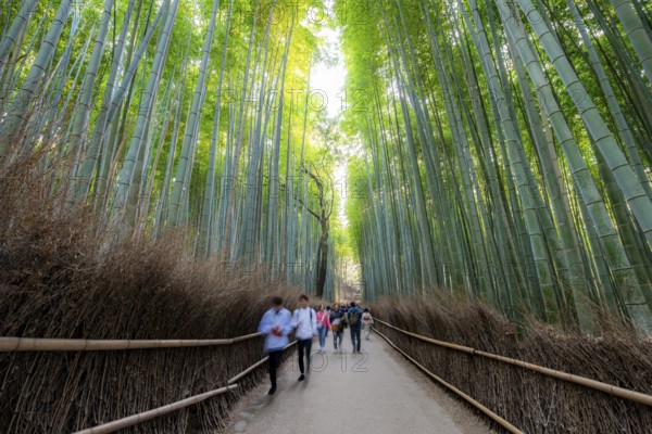 Visitors on their way through bamboo forest, motion blur, long exposure, towering bamboo stems in Arashiyama bamboo forest, Kyoto, Japan