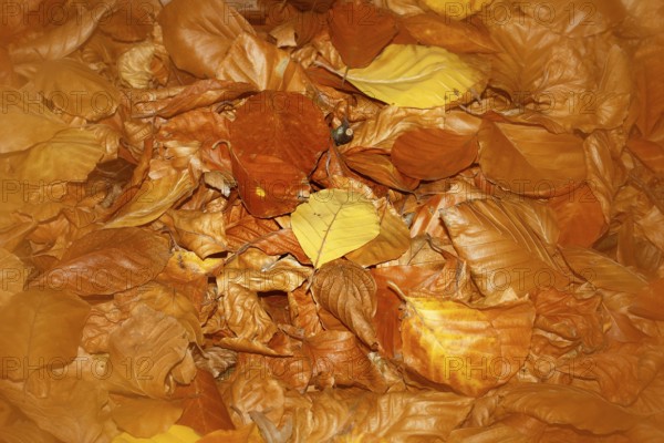 Beech (Fagus) leaves, close-up, alienation, in autumn, North Rhine-Westphalia, Germany