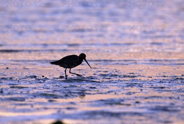 Pod-tailed woodcock (Limosa lapponica) in backlight on the beach, Texel, North Holland, the Netherlands
