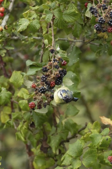Blue tit (Cyanistes caeruleus) adult bird in a hedgerow feeding on blackberries in summer, England, United Kingdom