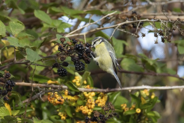 Blue tit (Cyanistes caeruleus) adult bird in a hedgerow feeding on blackberries in summer, England, United Kingdom