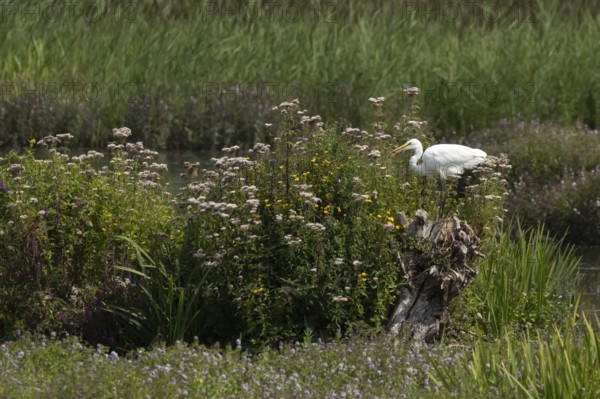 Great white egret (Ardea alba) adult bird on a tree stump amongst summer flowers, England, United Kingdom