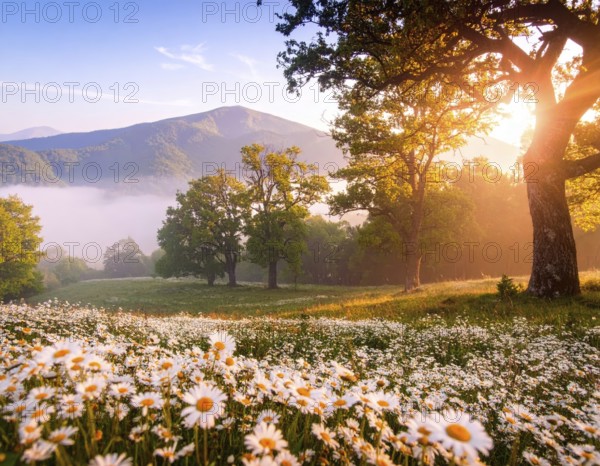 A sunlit meadow with daisies against a forest backdrop under a blue sky, Late summer country landscape with daisies meadow and sunbeams, forest in blurred background, hilly landscape in sunrise or sunset, tranquil nature template or poster for beauty of nature, AI generated