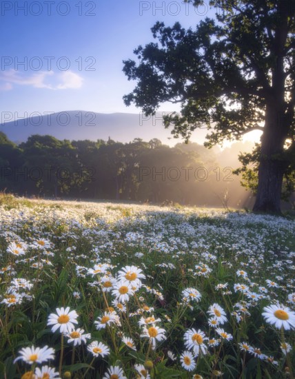 A sunlit meadow with daisies against a forest backdrop under a blue sky, Late summer country landscape with daisies meadow and sunbeams, forest in blurred background, hilly landscape in sunrise or sunset, tranquil nature template or poster for beauty of nature, AI generated
