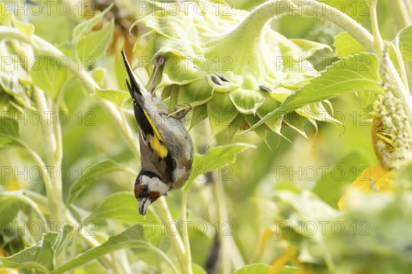 European goldfinch (Carduelis carduelis) adult bird feeding on a sunflower seed in a field of sunflowers, England, United Kingdom