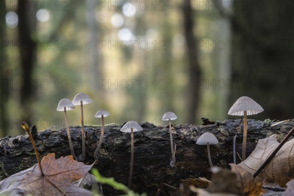 Helmlinge (Mycena), Emsland, Lower Saxony, Germany