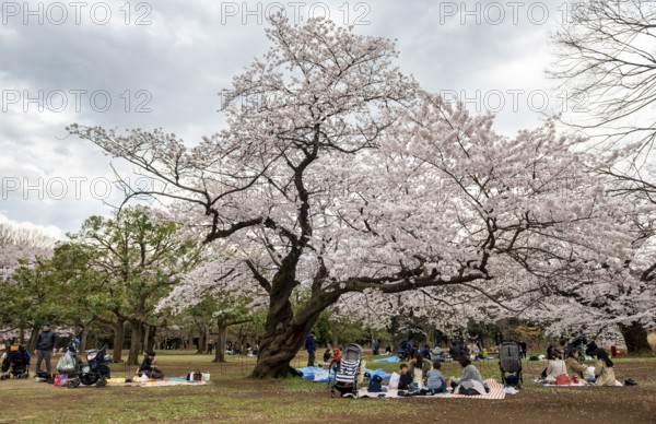 People picnicking under cherry blossoms in Yoyogi Park, Hanami Festival, Shibuya District, Tokyo, Japan