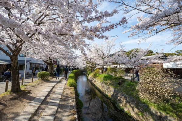 Footpath along a canal, cherry blossoms in spring, Philosopher's Path or Tetsugaku no michi, Kyoto, Japan